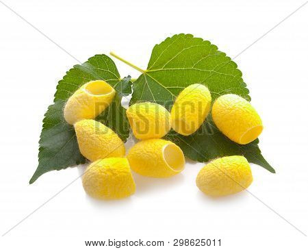Yellow Thai Silkworm Cocoons Pile Isolated On White Background.