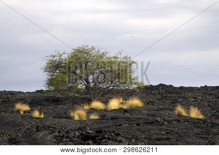 Beautiful View Of A Typical Big Island Volcanic Landscape With Some Yellow Grass And A Tree Standing