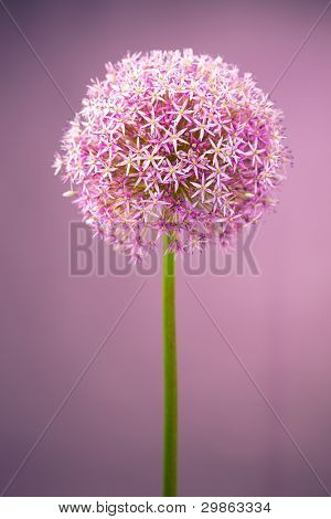 Lilla alium løg blomst, studio skud