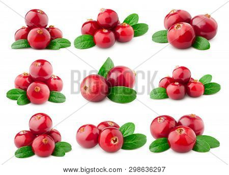 Cranberry Isolated On White Background, Clipping Path, Full Depth Of Field