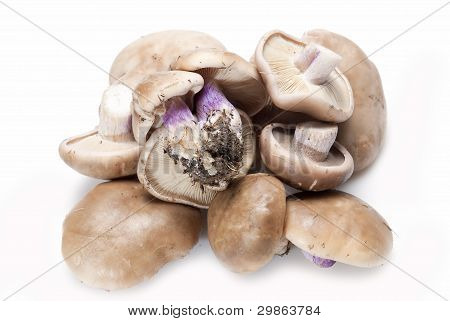 Dřevo Blewits.