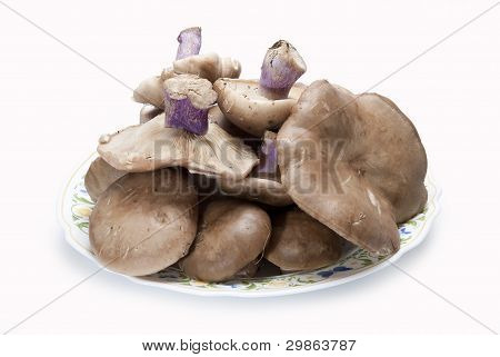 Dřevo Blewits.