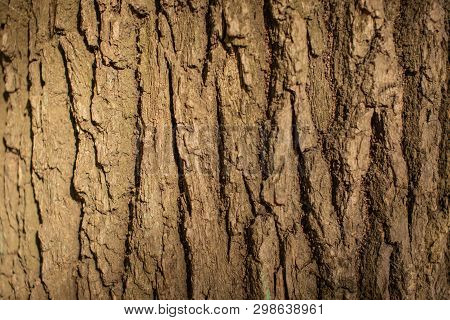 Bark Of A Large Old Tree Close Up On A Sunny Day