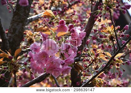 Verty Nice Pink Tree Blossoms In My Garden