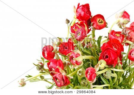 Ranuncolo rosso
