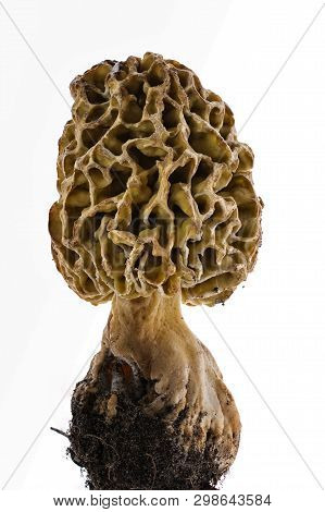 Morel Mushroom With Pronounced Texture Close-up On A White Background
