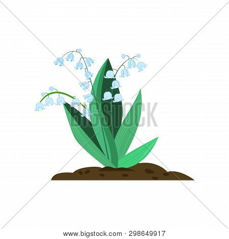 Lily Of Valley Cartoon Illustration. White Flowers With Green Leaves. Spring Flowers Concept. Vector