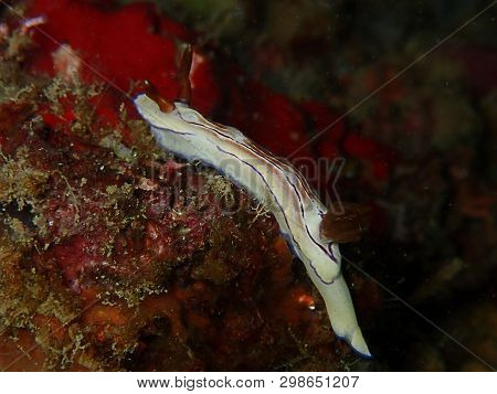 Closeup With Nudibranch Chromodorididae Hypselodoris Emma During Leisure Dive In Sabah, Borneo.