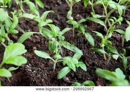 Field Close Up Sprout With Fresh Small Green Agriculture. Ecology Copncept Of Seedling.