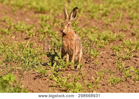 Portrait Of Brown Hare Wildlife On The Meadow Field