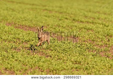 Wild Brown Hare Runs Along A Farm Meadow In The Spring