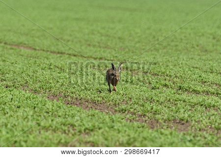 Wild Brown Hare Runs Along A Farm Meadow In The Spring