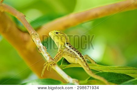 Close Up Detail From The Oriental Garden Lizard, Eastern Garden Lizard, Bloodsucker Or Changeable Li