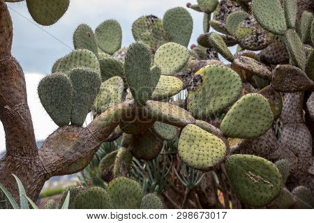 Opuntia Vulgaris Is A Species Of Cactus That Has Long Been A Domesticated Crop Plant Important In Ag