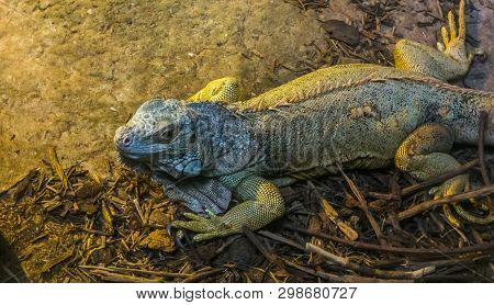 Closeup Of A Iguana, Tropical Lizard From America, Popular Pet In Herpetoculture