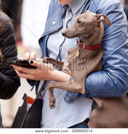 Fashionable Stylish Girl With A Smartphone Holds A Beautiful Brown Small Dog Under Her Arm