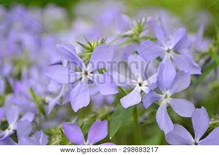 Beautiful Blue Flowers Phlox Splayed In The Garden