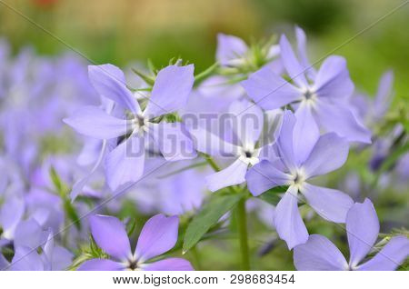 Beautiful Blue Flowers Phlox Splayed In The Garden