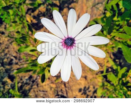 A Picture Of White Beautiful Flower Leafs