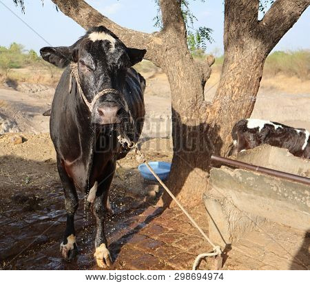 A Cow Drenched In Water After Bath With Water Dripping From His Face
