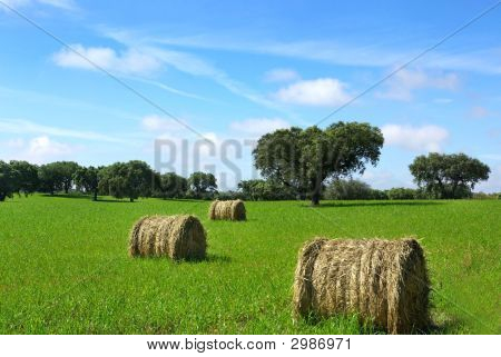 Bayle fieno nel campo.