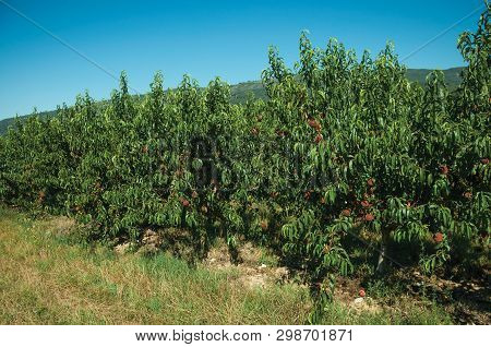 Orchard With Peach Trees Laden With Ripe Fruits