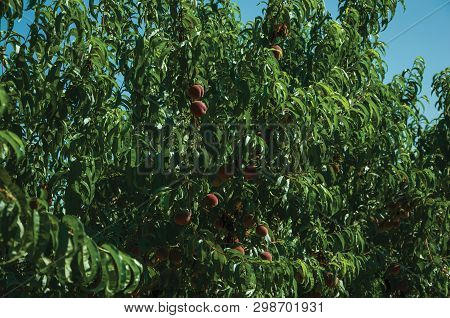 Orchard With Peach Trees Laden With Ripe Fruits