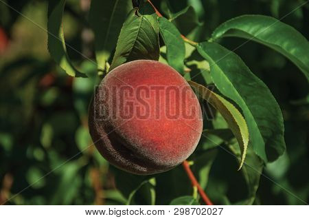 Close-up Of Red Ripe Peach Stuck To Leafy Branch