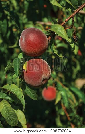 Close-up Of Red Ripe Peaches Stuck To Leafy Branch