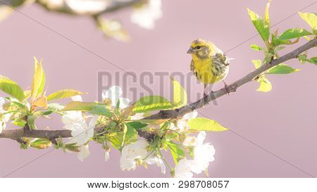 Nice Small Colorful Bunting Bird On Cherry Tree With Several Blooms