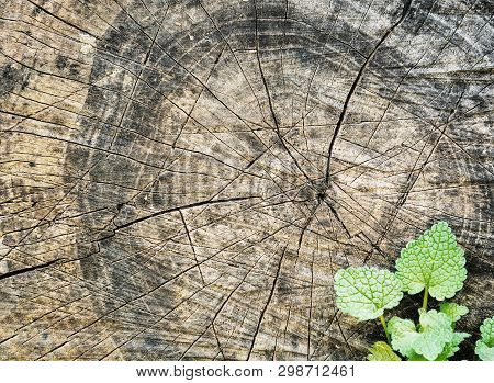 Growth Young Escape From Felled Tree. The Growth Of Sprouts On An Old Tree As A Symbol Of Rebirth Fr