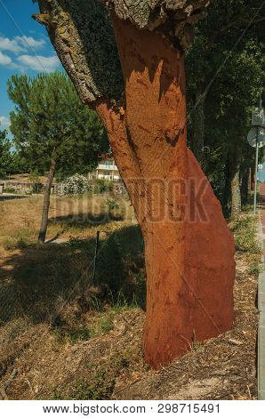 Cork Tree Trunk With The Bark Removed