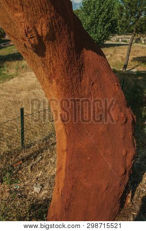 Cork Tree Trunk With The Bark Removed