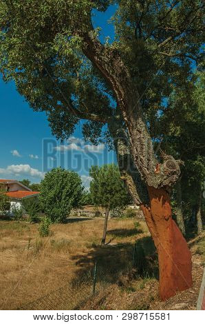 Cork Tree Trunk, Very Common In Portugal, With The Bark Removed To Produce Corks And Other Products,