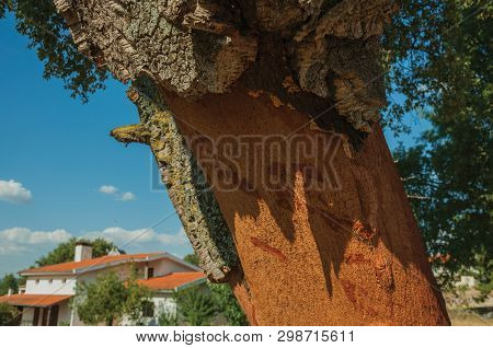 Close-up Of Cork Tree Trunk, Very Common In Portugal, With The Bark Removed To Produce Corks, At Ser