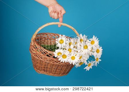 Сhamomile Flowers In The Wicker Basket In Hand On Blue Background