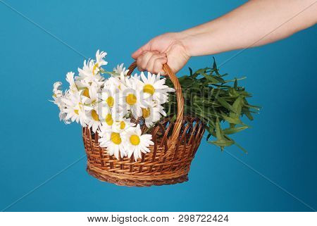 Сhamomile Flowers In The Wicker Basket In Hand On Blue Background