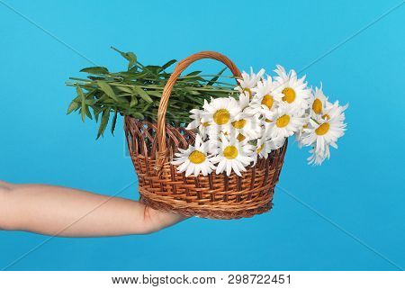Сhamomile Flowers In The Wicker Basket In Hand On Blue Background