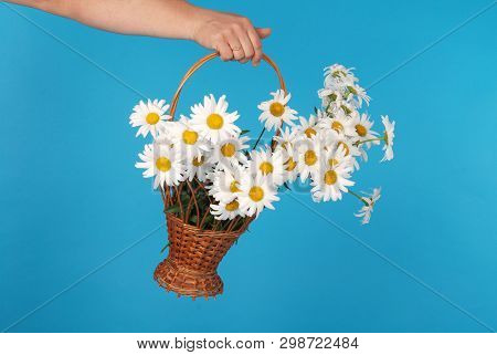 Сhamomile Flowers In The Wicker Basket In Hand On Blue Background