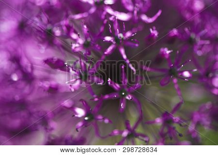 Close Up Of An Alium Gigantium Flower Head Alium Purple Lilac Flower With Dandelion Flower Structure