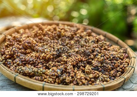 Kopi Luwak Or Civet Coffee, Is One Of The World's Most Expensive And Low-production Varieties Of Cof