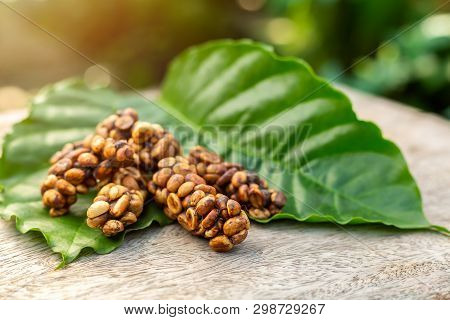 Kopi Luwak Or Civet Coffee On The Coffee Leaf, Is One Of The World's Most Expensive And Low-producti