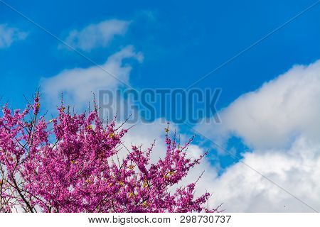 Blooming Redbud Tree Image & Photo (Free Trial) | Bigstock