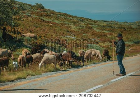 Shepherd With Flock Of Goats Grazing Beside Road