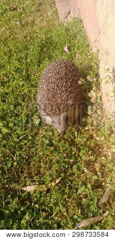A Hedgehog Is Any Of The Spiny Mammals Of The Subfamily Erinaceinae, In The Eulipotyphlan Family Eri