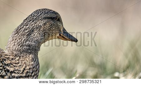 Closeup Of Mallard Female (anas Platyrhynchos Conboschas) On Blurred Background