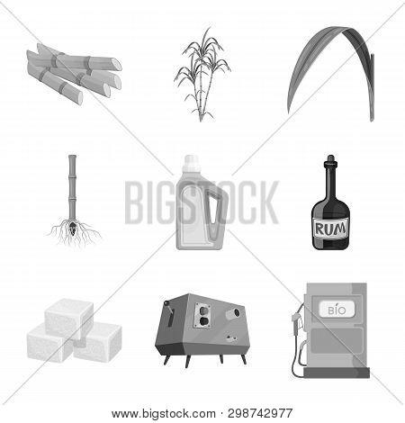Vector Design Of Sugarcane And Cane Logo. Set Of Sugarcane And Field Stock Symbol For Web.