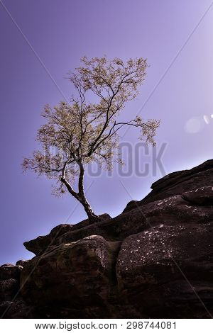 National Trust  Brimham Rocks On Brimham Moor Near Pateley Bridge In Yorkshire Dales National Park