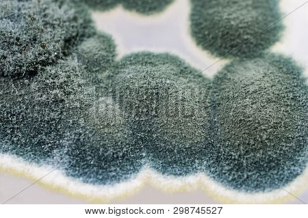 Colonies Of Penicillium Fungi Grown On Sabouraud Dextrose Agar. Penicillium Is A Mold Fungus That Ca