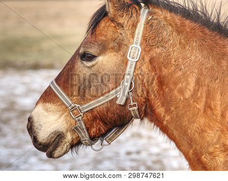Head Of Horse In Detail. Close Up View.  Domestic Old Horse.